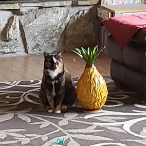 Fundraising Page: Andrea Kalka